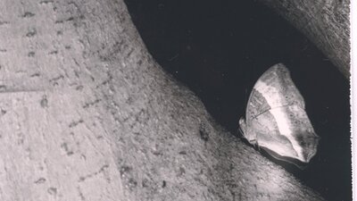 A black and white image of a moth on a tree