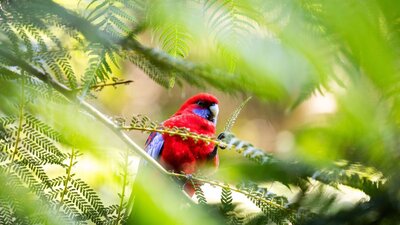 bird