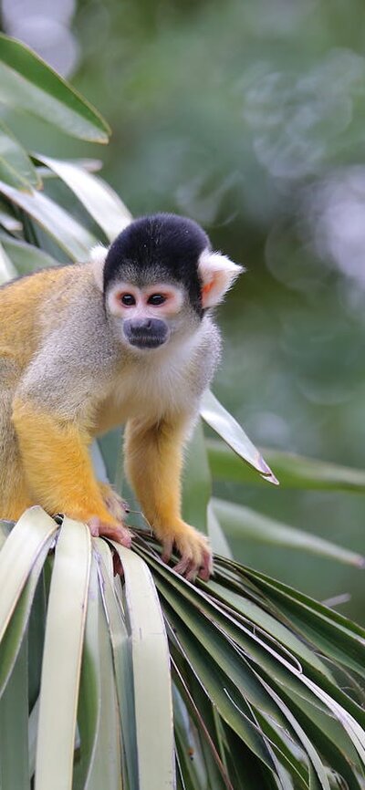 Monkey