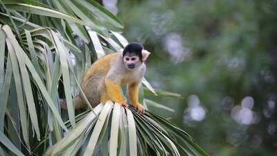 Monkey