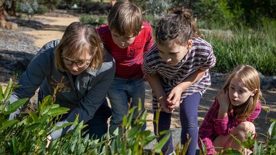An adult and three children looking closely at some plants in a garden.