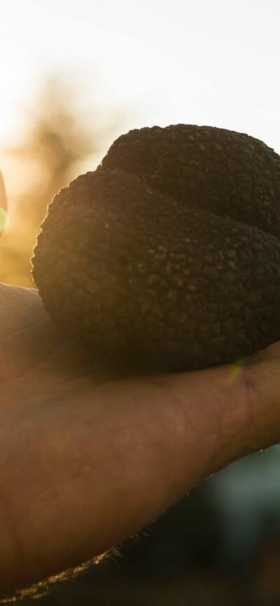 Truffle Season a hand holds a black truffle with sunlight in the background