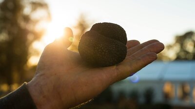 a hand holds a black truffle with sunlight in the background