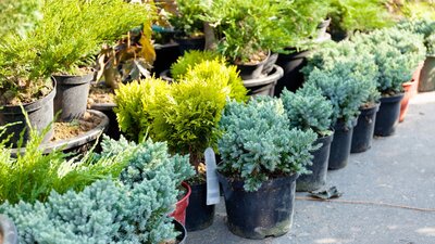 Winter garage & Plant Sale