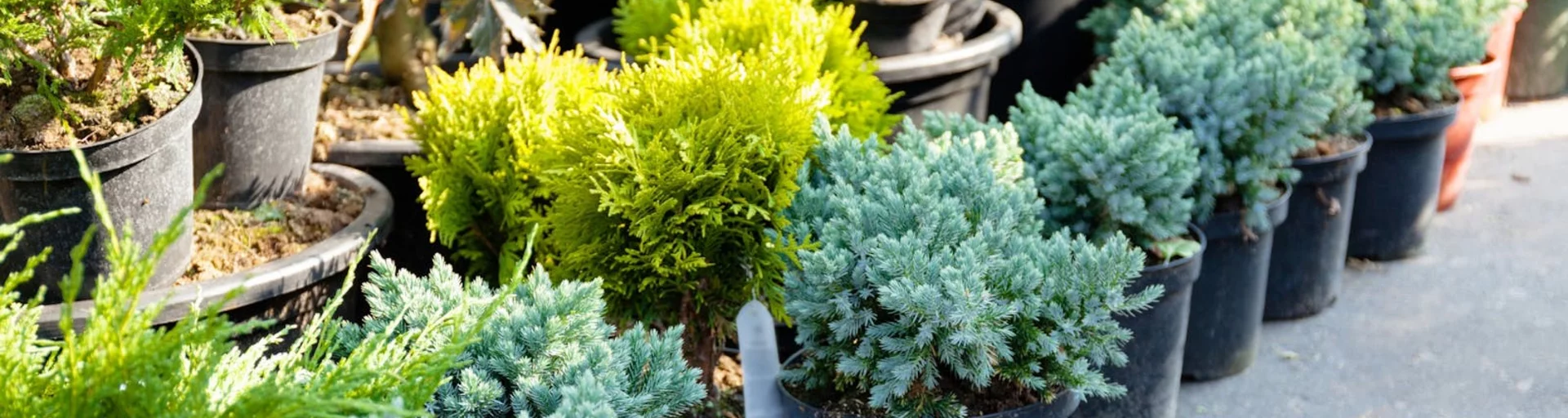 Winter Garage and Plant Sale