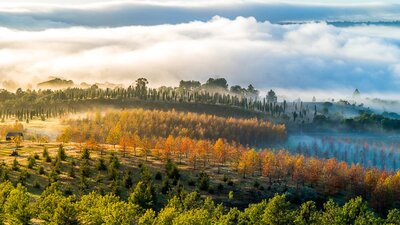A scenic image of a landscape of forests emerges from a thick fog. A golden sunlight warms the image