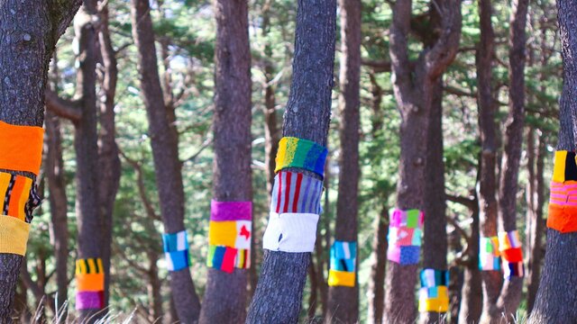 A forest of tree trunks, each wrapped with several brightly coloured scarves
