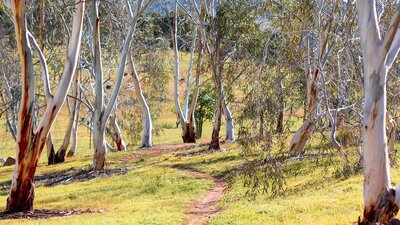 A path wanders through the white trunks of a eucalypt forest