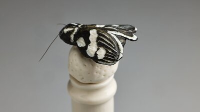 Sue Peachey | Champagne with moth, 2024 small black and white ceramic moth on top of white ceramic champagne bottle