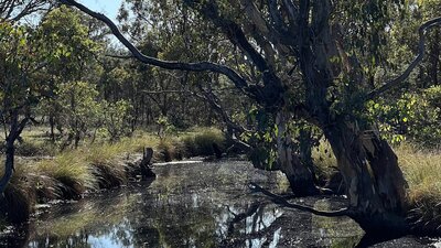 Billabong in Goorooyarroo Nature Reserve