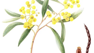 A watercolour painting of a wattle stem in bloom