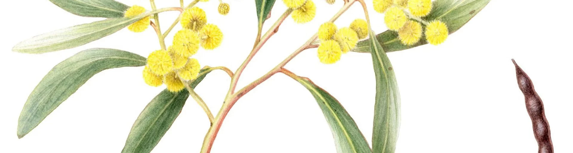 Workshop: Wattle in Watercolour with Cheryl Hodges