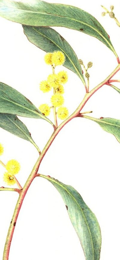 A watercolour painting of a wattle stem in bloom