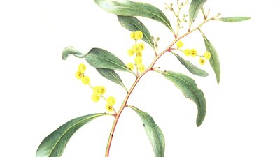 A watercolour painting of a wattle stem in bloom