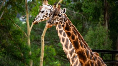Giraffe