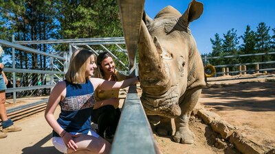 Rhino Rhino Encounter