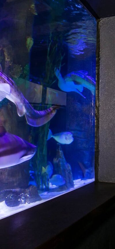 Guests enjoying the shark tank in the only shared Zoo and Aquarium in Australia Sharks, fish and other aquatic creatures in the 200,000L shark tank in the Aquarium.