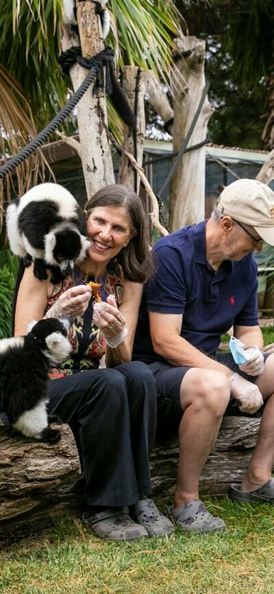 Ruffed Lemur encounter at the National Zoo and Aquarium 2 guests in the Ruffed lemur enclosure with the primates climbing over them, being fed