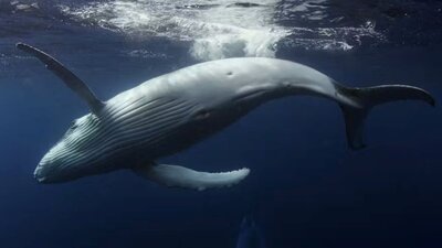 WORLDS OF WONDER - IMAX Exclusive Festival with The National Zoo on site at Dendy Cinemas Canberra e