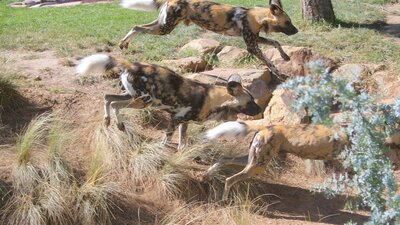 Wild Dog