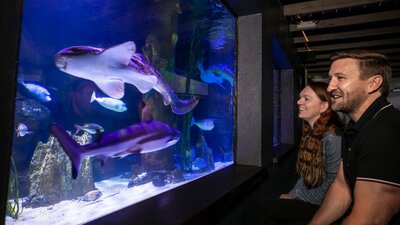Guests enjoying the shark tank in the only shared Zoo and Aquarium in Australia Sharks, fish and other aquatic creatures in the 200,000L shark tank in the Aquarium.