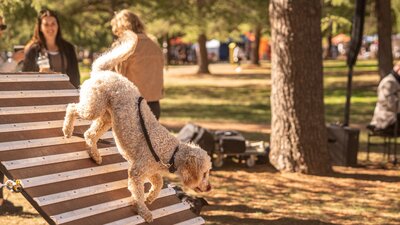 A dog using agility equipment
